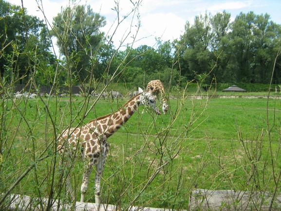 ZOO žirafka