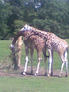 ZOO mazlení žiraf